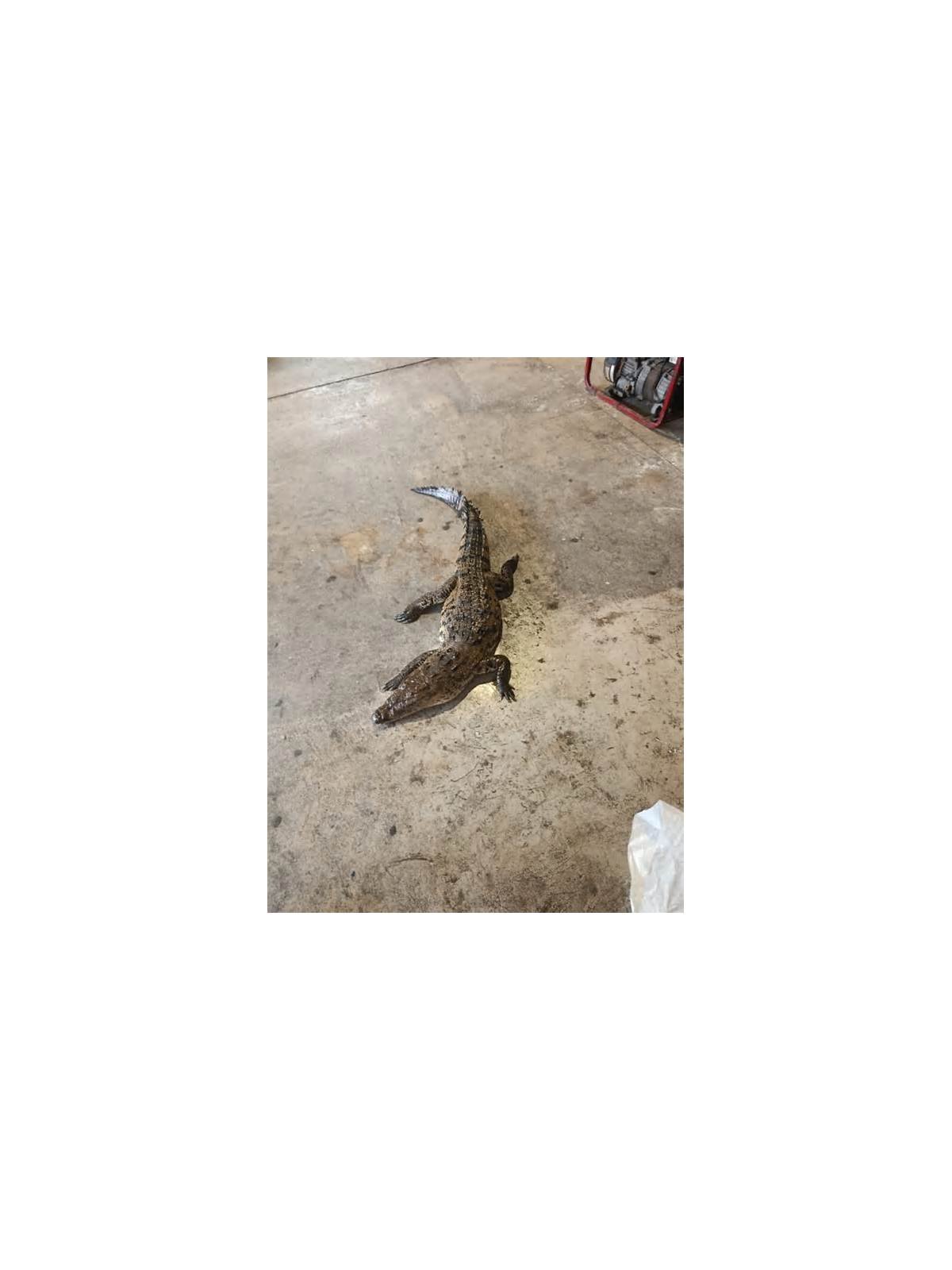 Muere cocodrilo atropellado en el bulevar López Mateos de Tampico