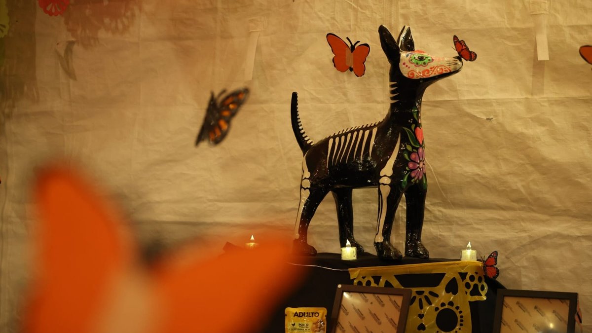 Las mascotas también regresan al corazón: crean altar especial de Día de Muertos en Morelia