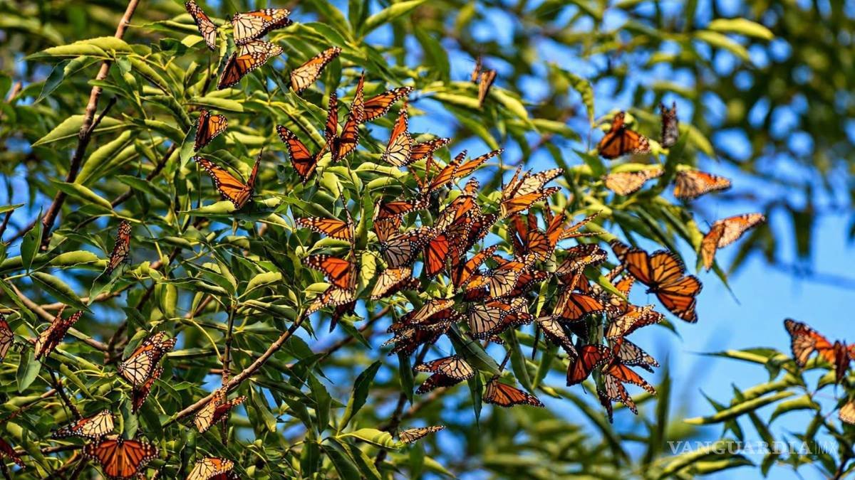 Miles de Mariposas Monarca en Saltillo por su Migración