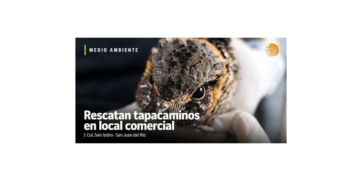 Rescatan tapacaminos de local comercial en San Juan del Río