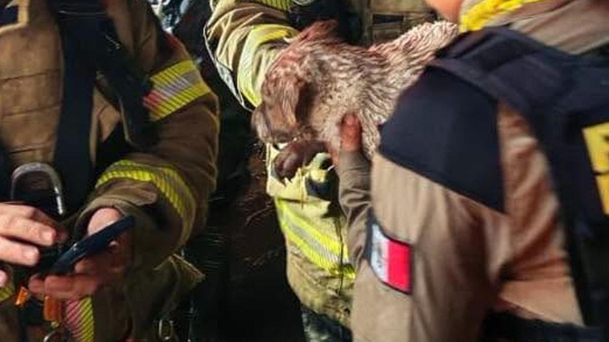 Sus aullidos alertaron a policías; rescatan a cachorro del Río Grande en Morelia