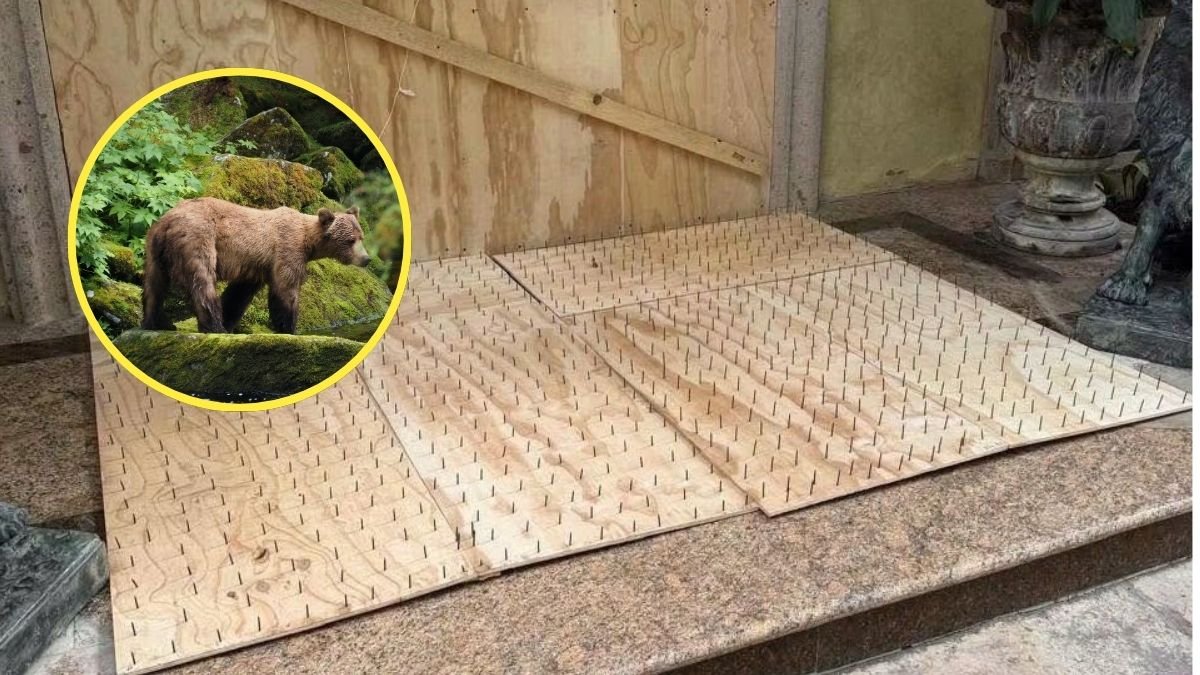 Venden tablas con clavos ‘anti osos’ en Monterrey y autoridades piden retirarlas