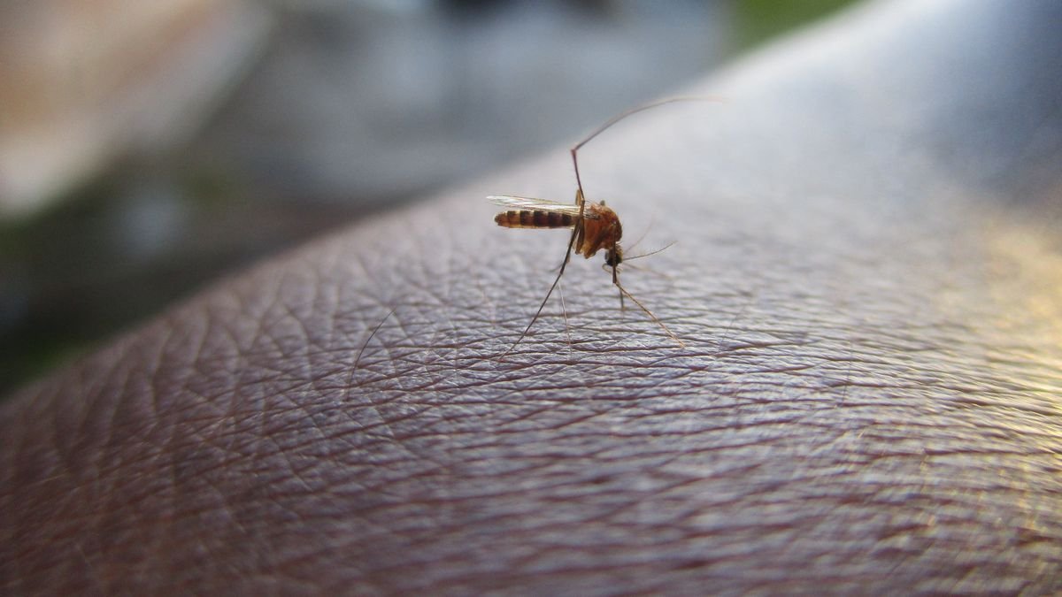 Morelia registra disminución de dengue; descartan cuatro casos sospechosos