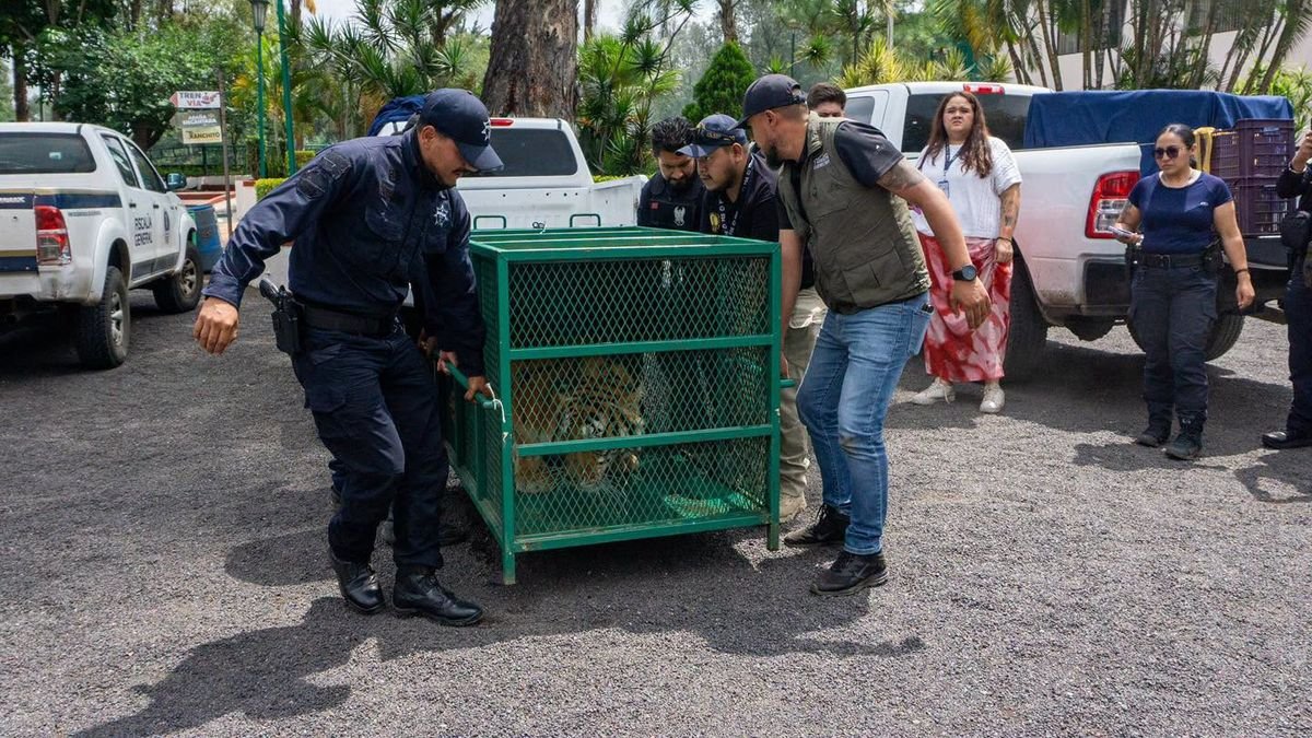 Zoológico de Morelia está saturado de fauna rescatada y busca liberar espacios