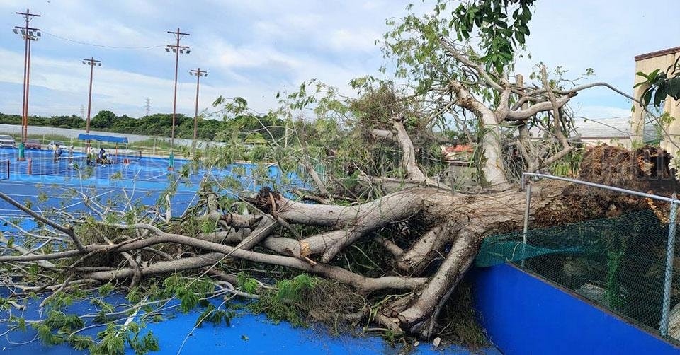 Árbol cae y daña cerco de Regatas Corona en Tampico