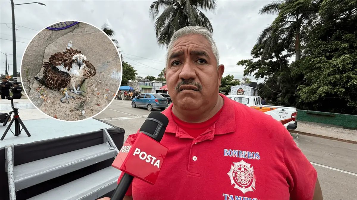 Bomberos de Tampico rescatan águila pescadora; Profepa evaluará su estado