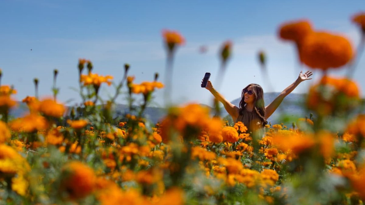 ¿Quieres visitar los campos de cempasúchil de Copándaro? Conoce la ruta desde Morelia y cuánto cuesta ir
