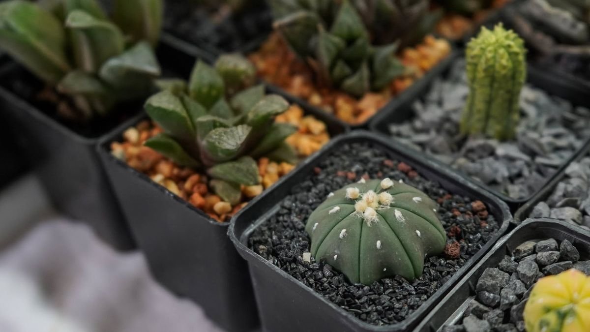 Festival de la Planta tendrá su última edición de 2026 en Morelia; conoce fechas y horarios