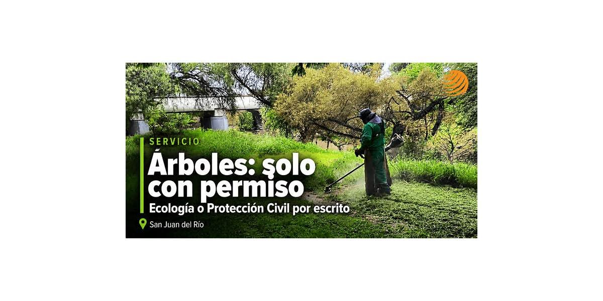 Retiro de árboles en San Juan del Río exige permiso de Ecología