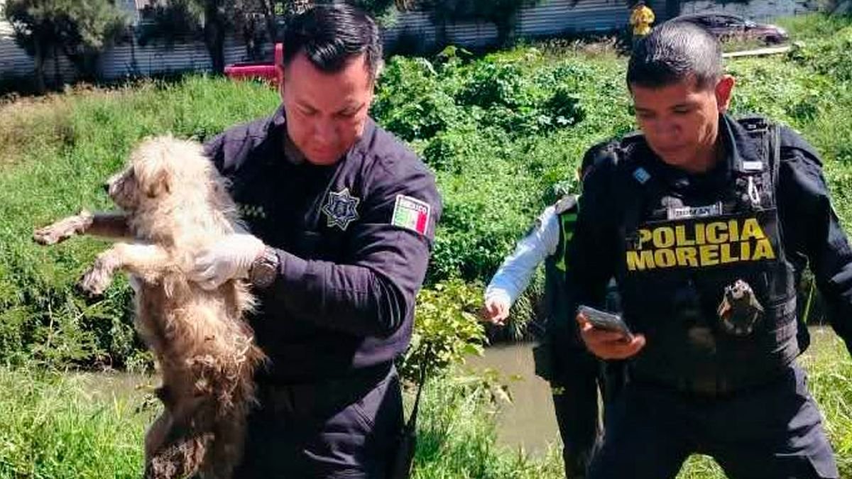 ¡A salvo! Policía Morelia rescata a perrito que estaba en malas condiciones dentro de un río