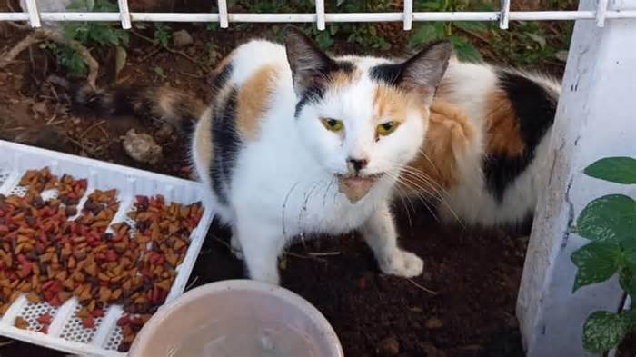 Denuncian envenenamiento masivo de gatos en parque Alcalde en Guadalajara