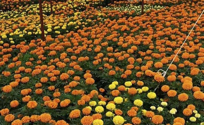 Flores de cempasúchil de Atlacomulco pintan de color naranja a Ciudad Juárez; productores llevan miles de macetas a la frontera