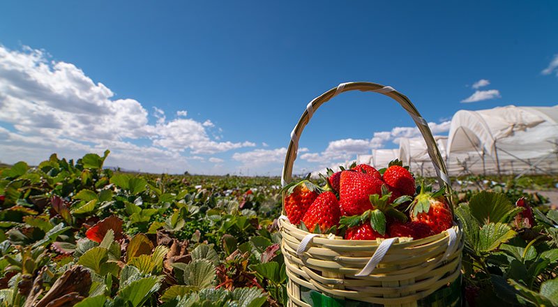 Guanajuato en el plato: sabores de México que Colombia debe descubrir