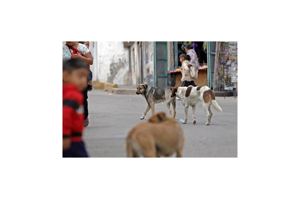 Puebla, tercer estado con animales en situación de calle; estiman 5 millones