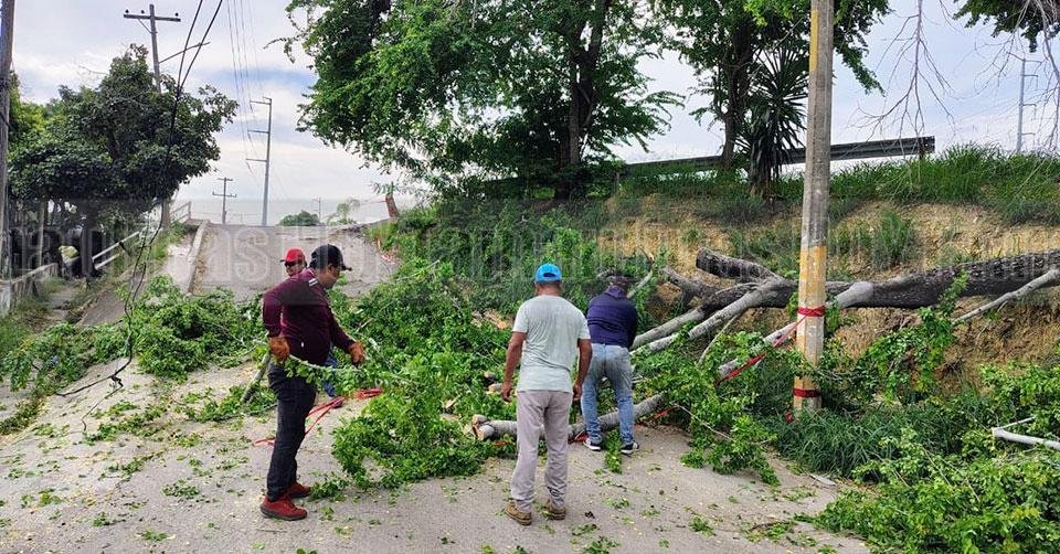 Se desploma segundo árbol en menos de 48 horas en Tampico