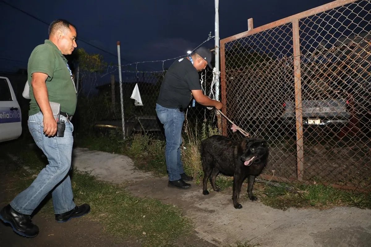 Durante cateo en Morelia rescatan a lomito víctima de maltrato animal