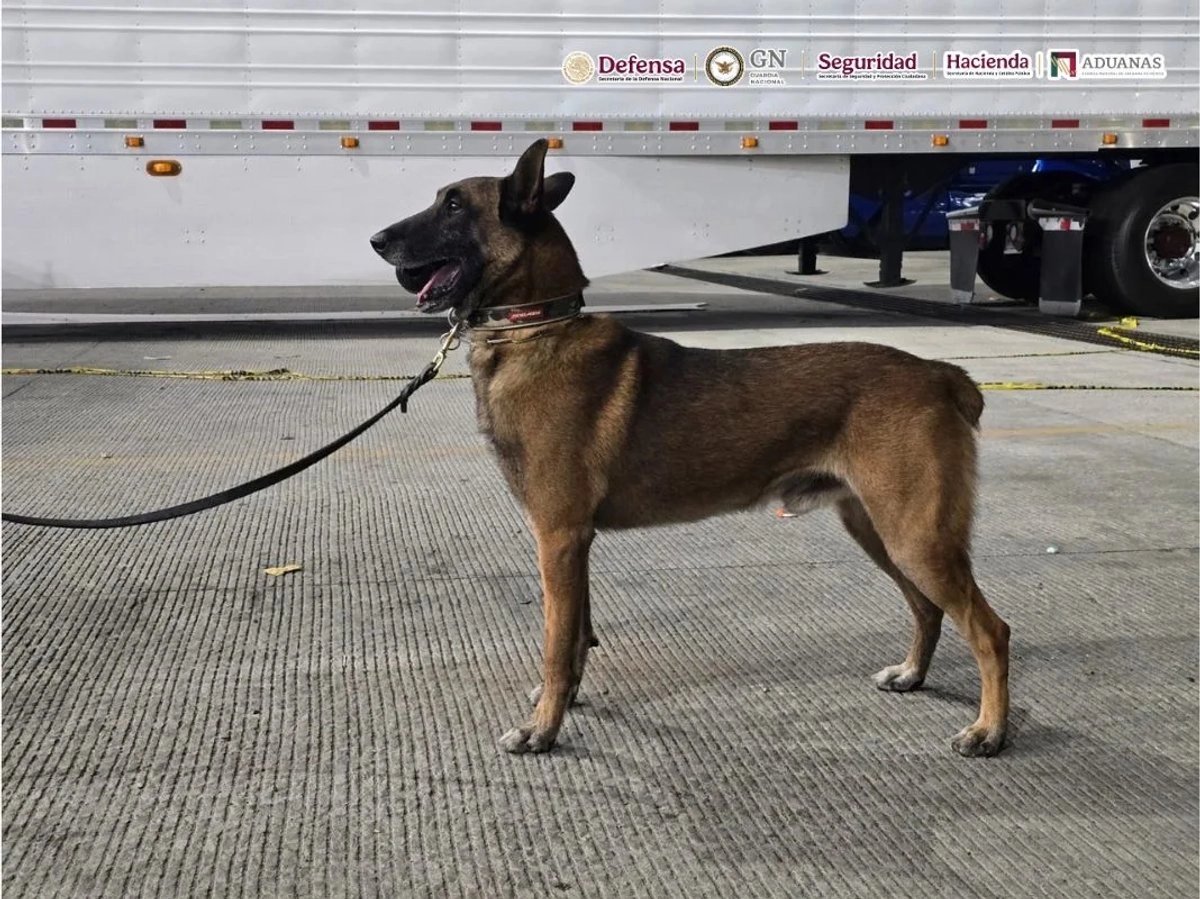 Binomio canino detecta cargamento de 249 kilogramos de droga en Tijuana