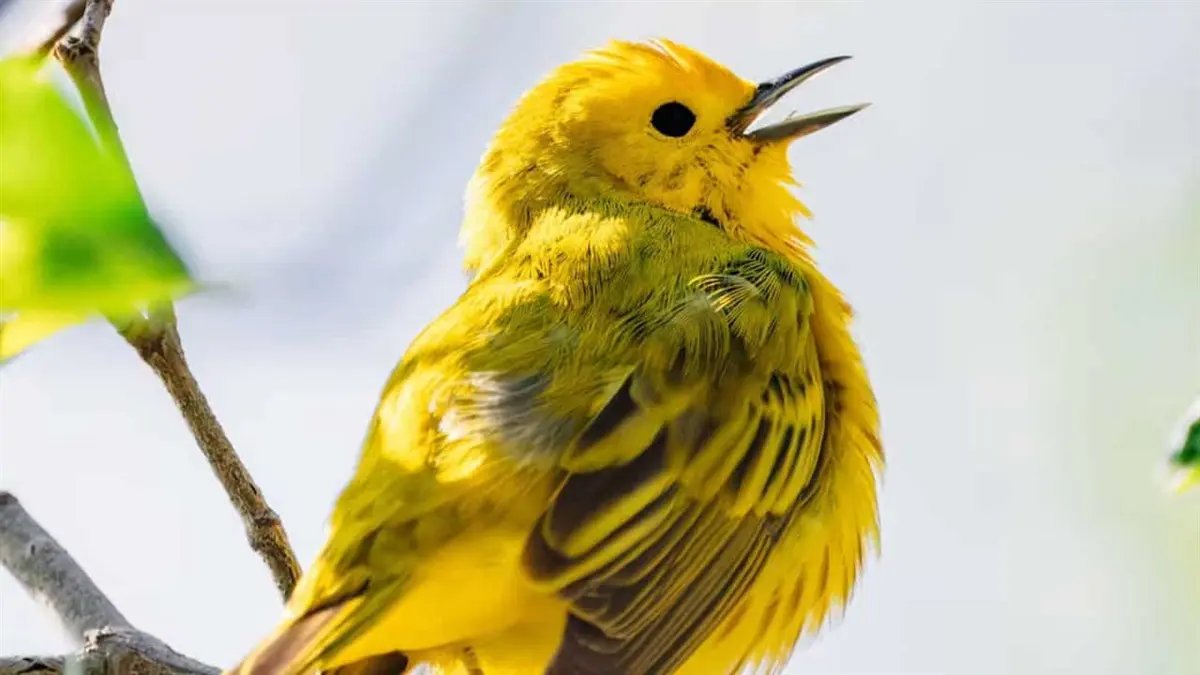 ¡Tampico y Altamira celebrarán el primer Festival de las Aves de Tamaulipas: habrá recorridos y talleres el 24 y 25 de octubre!