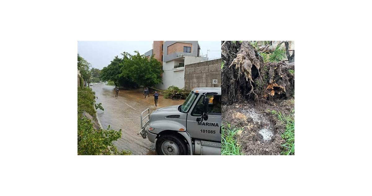 Lluvias causan caída de árboles y daños en viviendas en Tampico