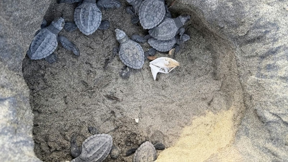 ¿Quieres ayudar a proteger tortugas? Esto puedes donar en Morelia tras daños en 19 campamentos