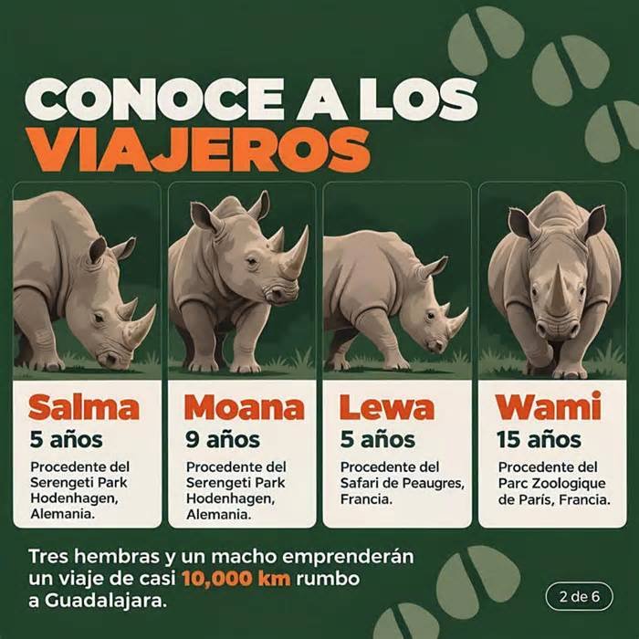 Zoológico de Guadalajara recibe cuatro rinocerontes blancos de Francia para impulsar la conservación de una especie amenazada por la caza il