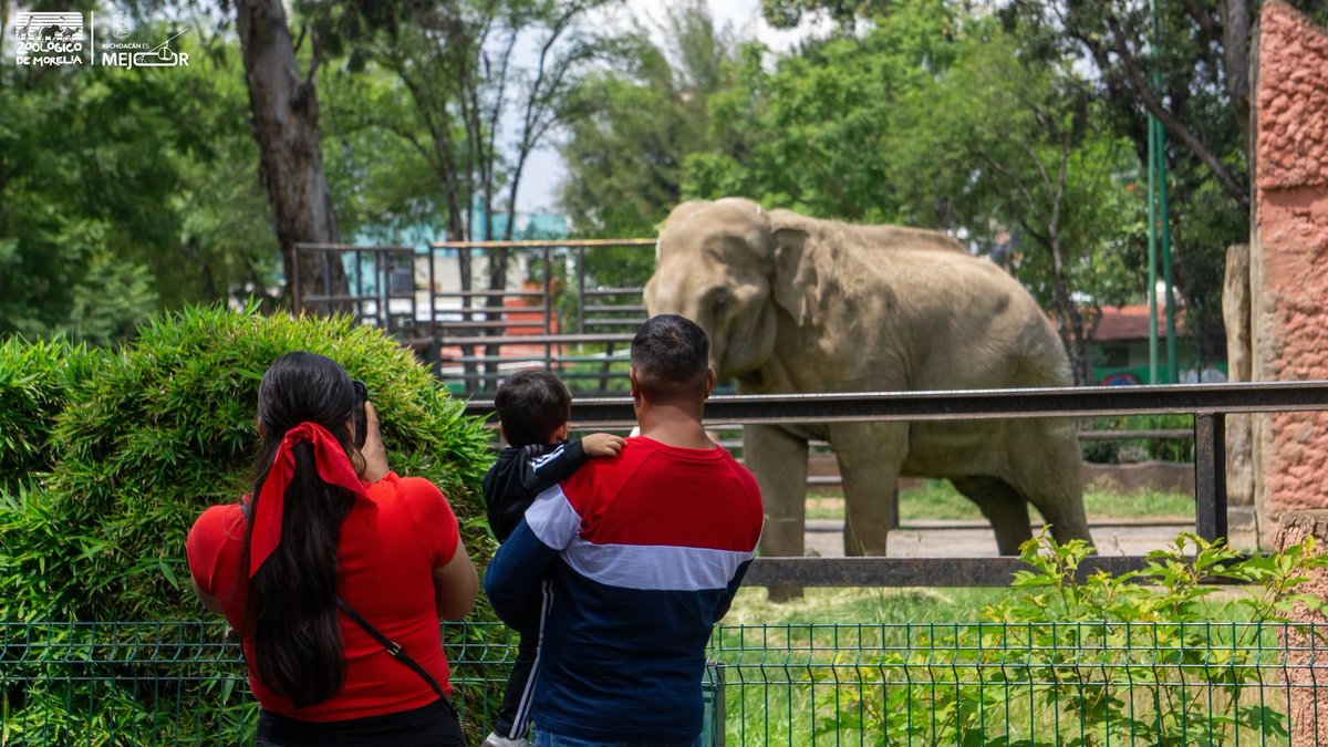 ¿Pensabas ir al Zoológico de Morelia este lunes? ¡Estará cerrado!