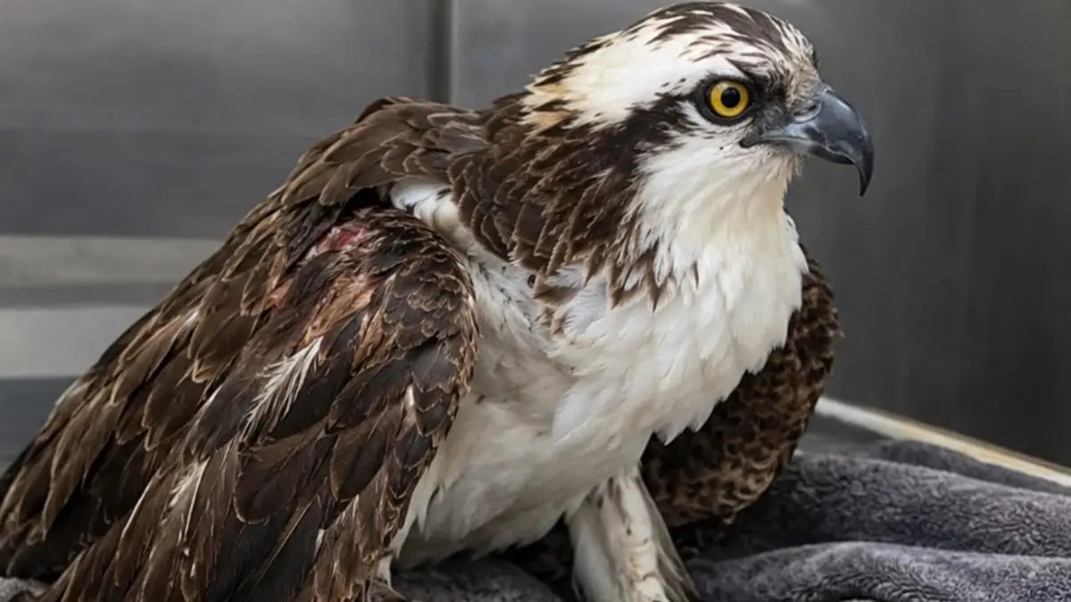 Rescatan águila pescadora herida en Tampico; Profepa la trasladó para recibir atención veterinaria