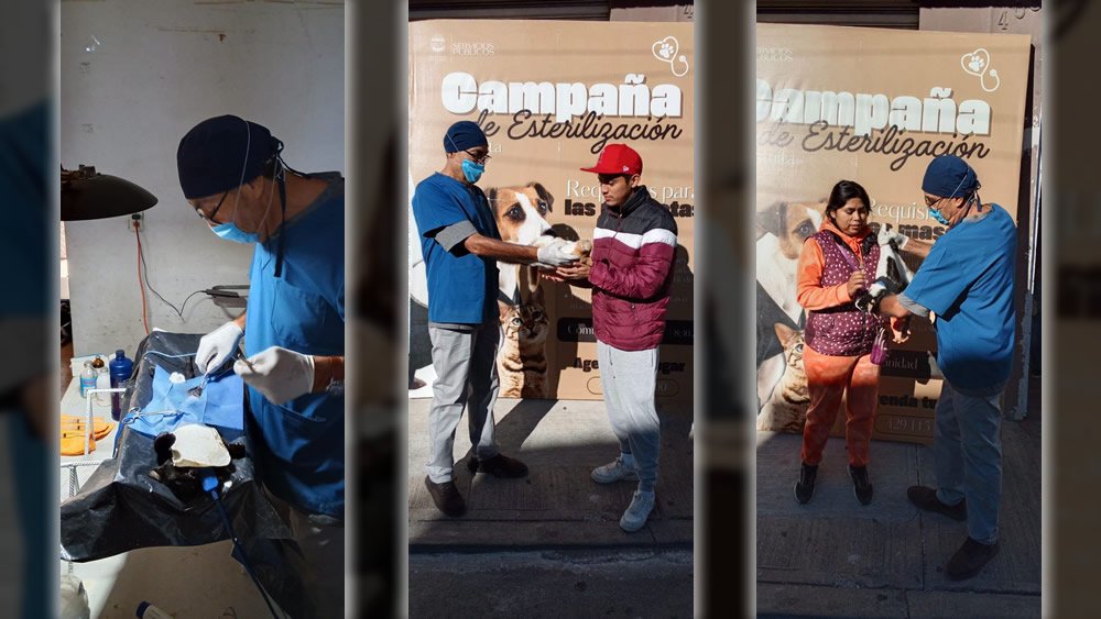 Esterilizan gratuitamente a 13 perros y gatos en Abasolo