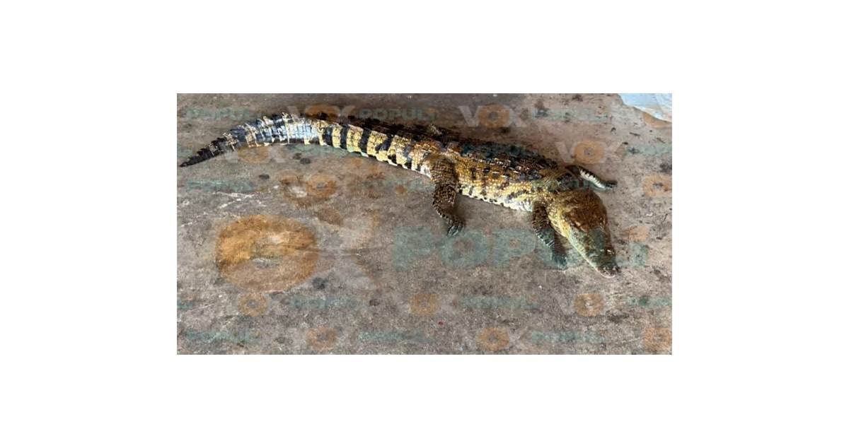 Muere cocodrilo atropellado junto a la Laguna del Carpintero en Tampico, Tamaulipas