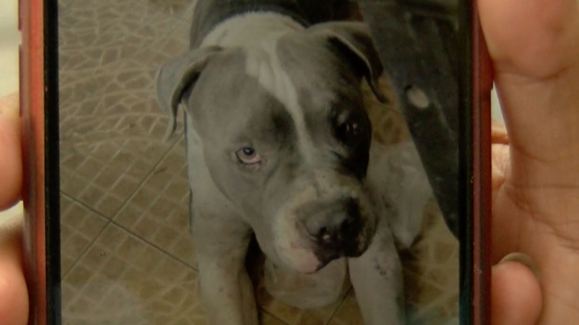Acusan a Mujer por Presunto Ataque a Perro con Arma Blanca en Tampico, Tamaulipas