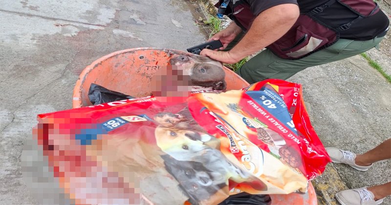 Podría enfrentar multa de más de 3.5 mdp mujer acusada de matar a cuchilladas a perro en Tampico