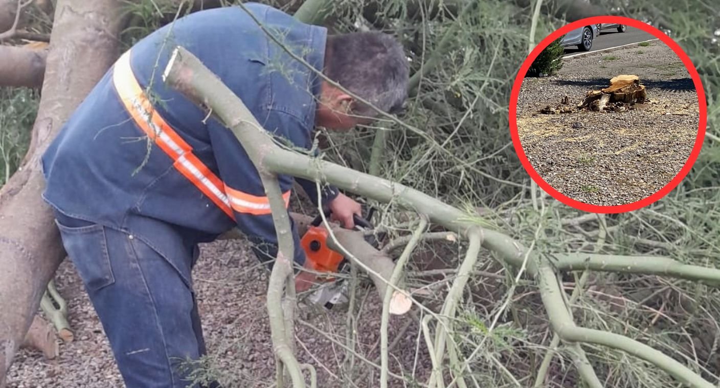 ¿Qué pasó con el palo verde de Luis Encinas? Ayuntamiento de Hermosillo explica por qué fue talado