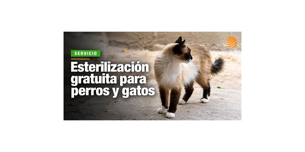 Esterilización gratuita de perros y gatos en San Juan del Río