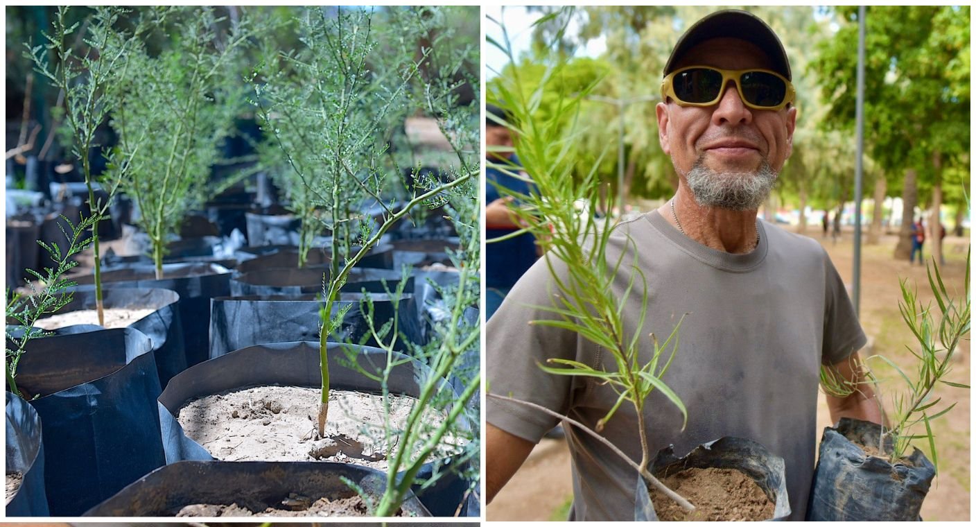 ¿Quieres un árbol gratis? Ayuntamiento realizará entrega de especies nativas en Hermosillo