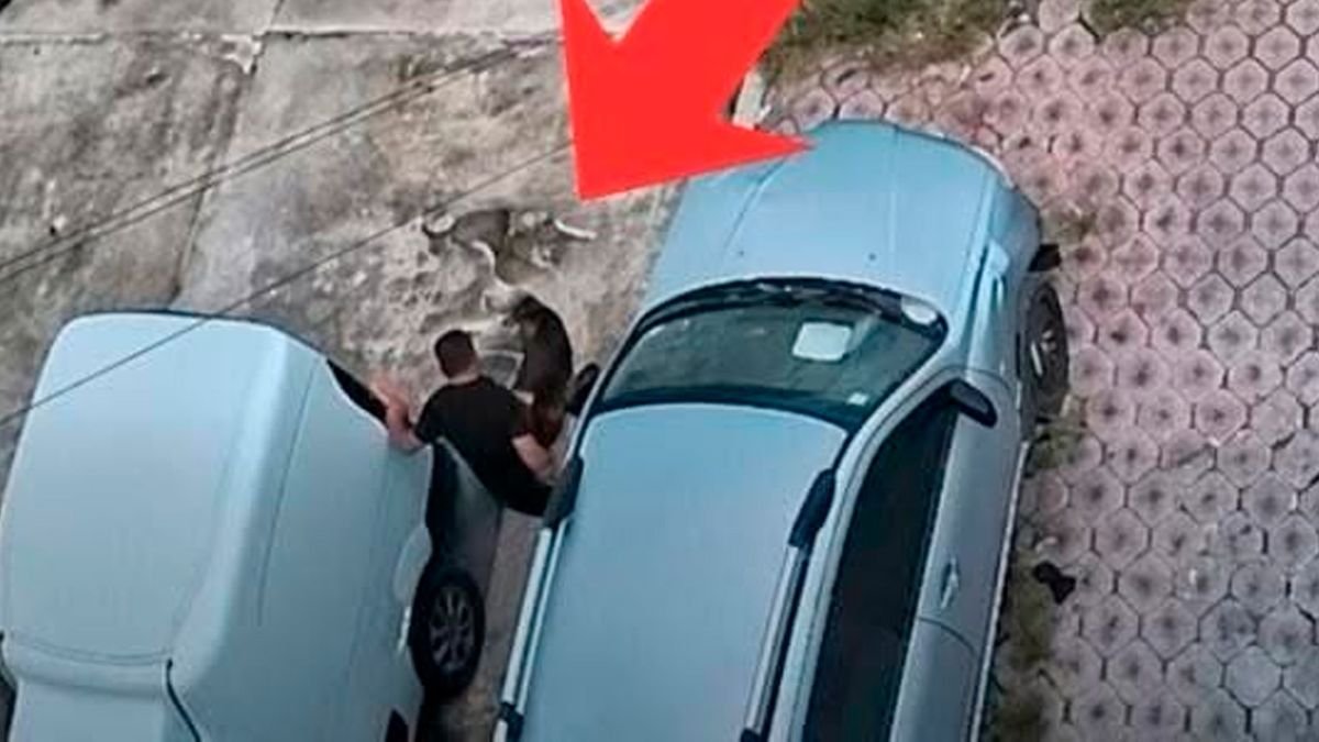 Indignación en Morelia: asociación denuncia que hombre mató a patadas a perrito