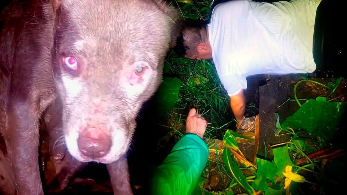 Perrita pasa dos días atrapada en un pozo en Morelia; así lograron rescatarla