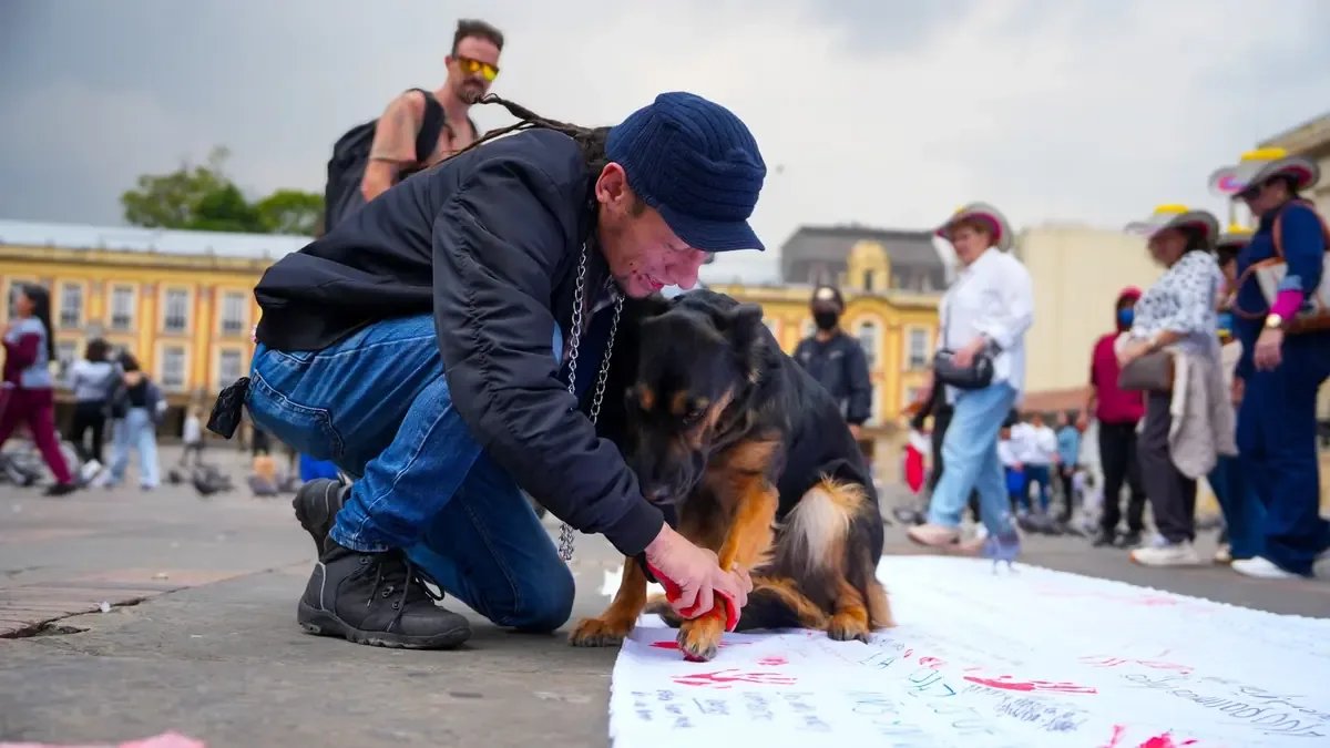 Morelia: denuncias y procedimiento por caso de maltrato animal