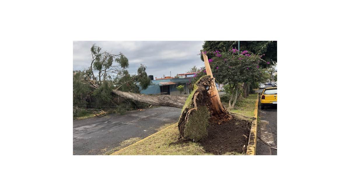 Fuertes vientos y lluvias por frente frío 2 dejan afectaciones en Veracruz; activan protocolo