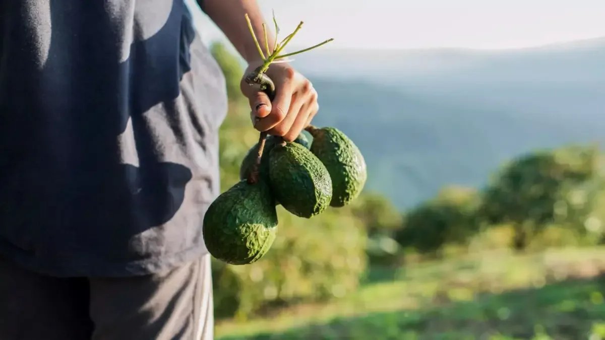 Morelia busca certificación laboral para 800 hectáreas de aguacate