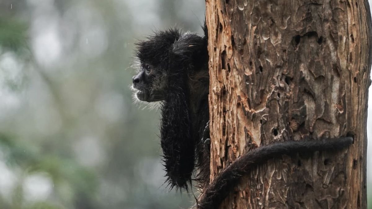 ¡Corre por los monos araña! Zoológico de Morelia prepara carrera contra el tráfico ilegal