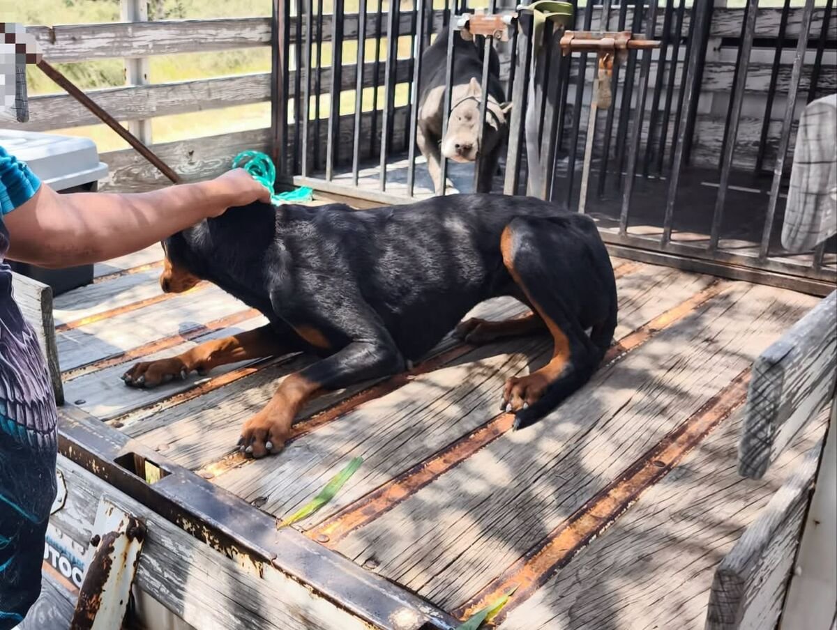 Sacrifican hasta 100 perros y gatos al mes en Cuidado Animal de San Juan del Río