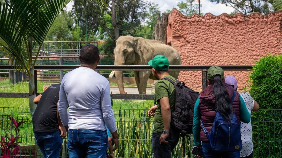 Descartan aumento en tarifas del Zoológico de Morelia; acceso se mantiene en 50 y 20 pesos