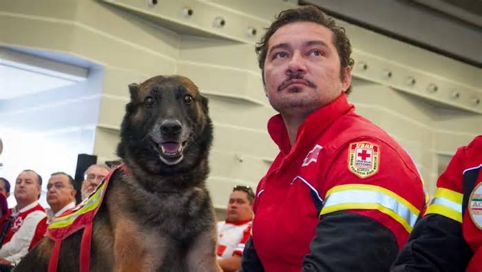 Cruz Roja Mexicana otorga jubilación a Rex, perrito rescatista de Puebla