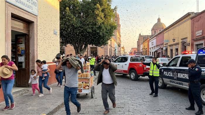Hombre muere tras ser atacado por un enjambre de abejas en Guanajuato; intentaba retirarlo de su casa