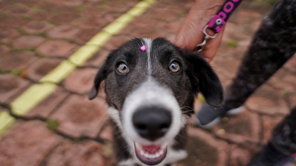 ¡Morelia, échales una patita! Habrá colecta de croquetas para perros y gatos rescatados