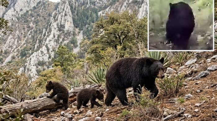 Salvan a oso en Monterrey de infección por gusano barrenador y ya está en su hábitat