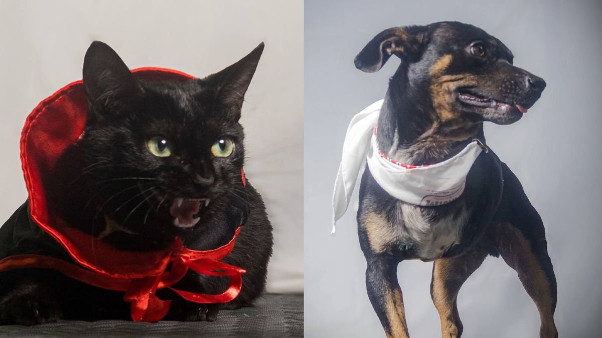 Expo Adopción y pasarela de mascotas hoy en Morelia