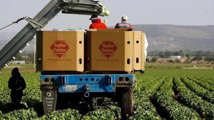Suspende Taylor Farms producción de lechuga en Doctor Mora