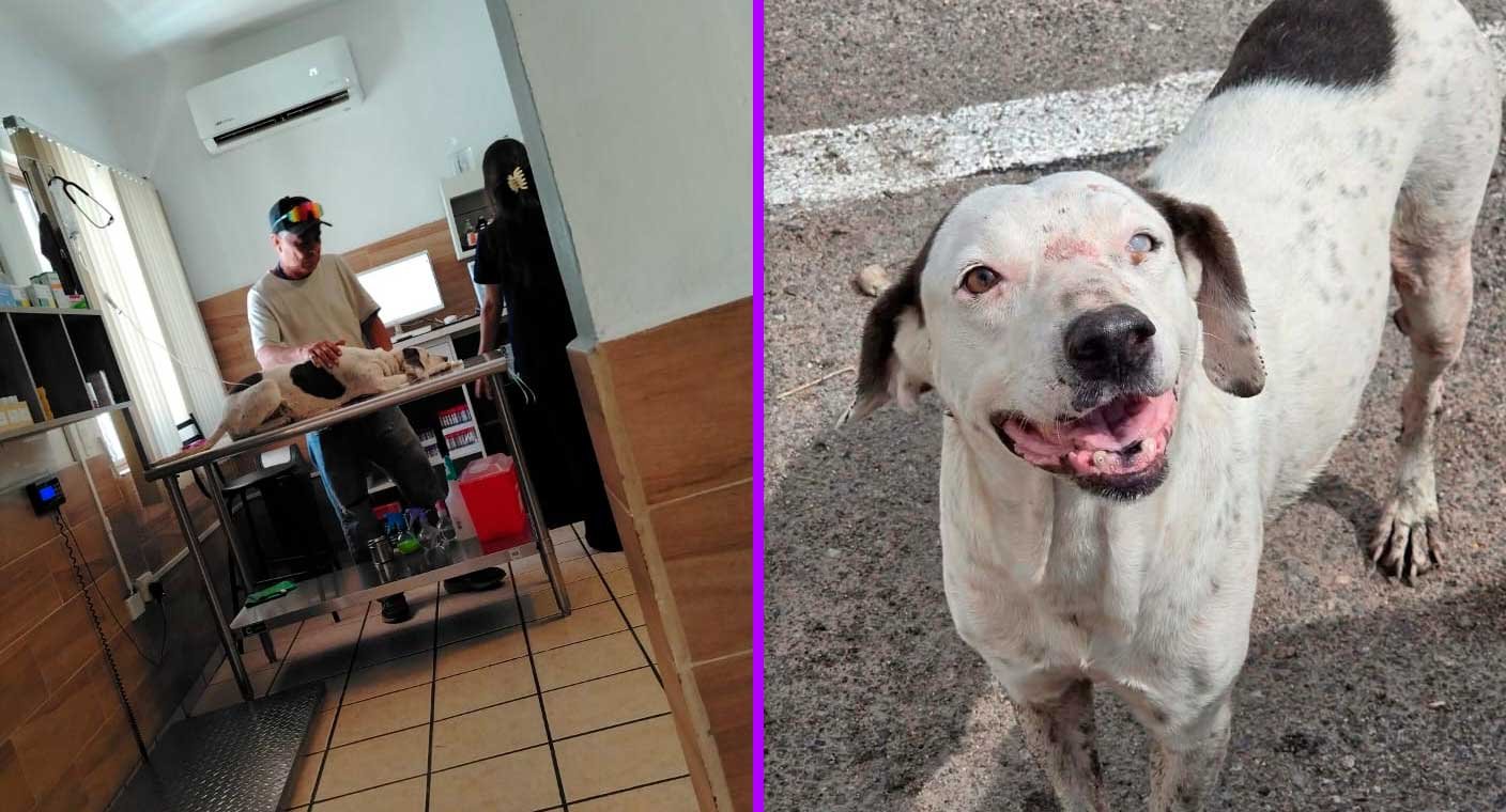 Dos perritas rescatadas en Hermosillo necesitan ayuda para continuar con sus tratamientos médicos