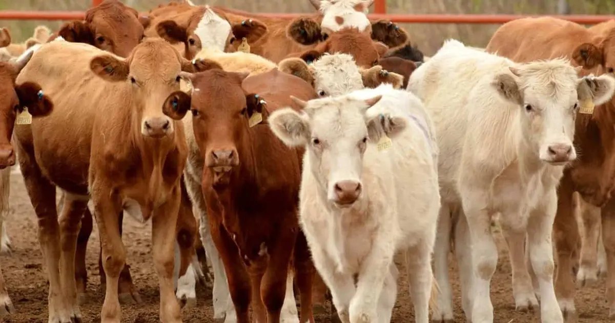 Sonora busca exportar carne a China mediante acuerdos comerciales: CANACINTRA
